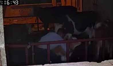 Buzağıyı kucaklayarak çaldılar