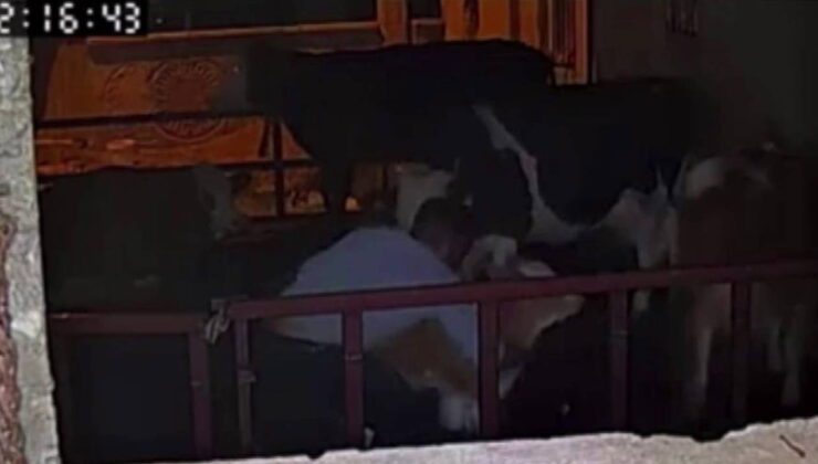 Buzağıyı kucaklayarak çaldılar