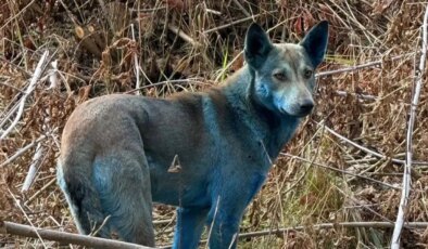 Çernobil’de neler oluyor? ‘Mavi köpekler’ görüldü