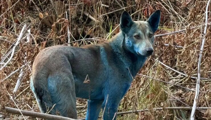 Çernobil’de neler oluyor? ‘Mavi köpekler’ görüldü