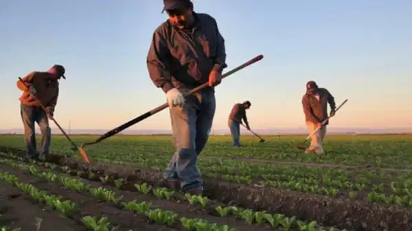 CHP’li Durmaz’dan iktidarın tarım politikalarına eleştiri: Üretici artık krediyi takla bile attıramıyor