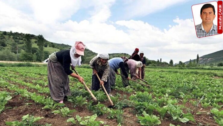 Çiftçinin faiz yükü geri çekildi, kredi limiti yerinde saydı: ‘Ölümü gösterip sıtmaya razı ediyorlar’