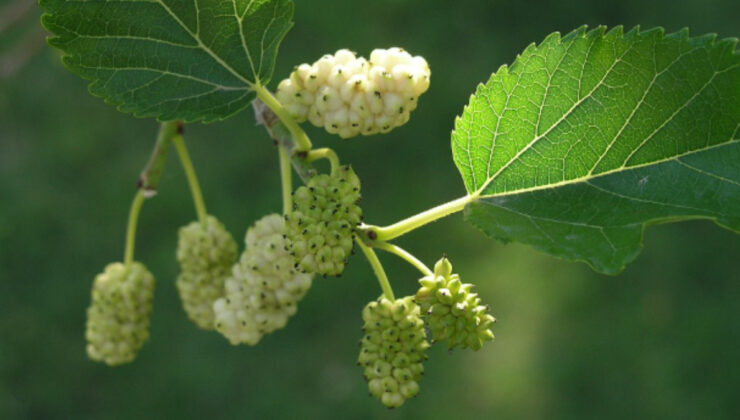 Ciltten kalbe: Beyaz dutun 10 faydası