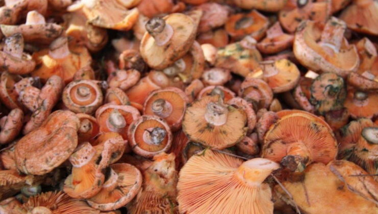 Çıntar pazar tezgahlarında yerini aldı: Kilosu 500 liraya kadar yükseliyor