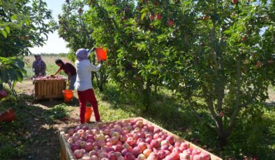 Çivril’de hasat başladı: Üreticinin yüzü gülüyor!