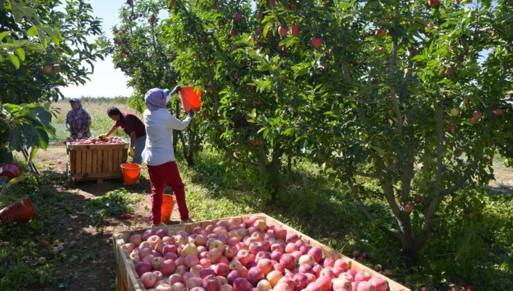 Çivril’de hasat başladı: Üreticinin yüzü gülüyor!