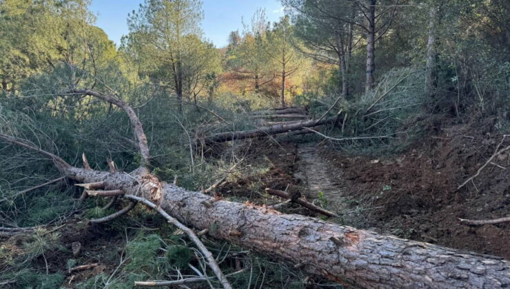 Danıştay, onlarca ağacın kesildiği İzmir’deki Belevi-Tire yolunun yapımıyla ilgili açılan davada yürütmeyi durdurdu