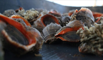 Deniz salyangozu ihracatında 9 ayda 10,7 milyon dolar