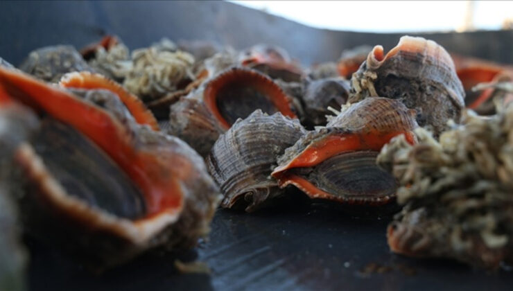 Deniz salyangozu ihracatında 9 ayda 10,7 milyon dolar