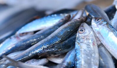 Denizlerde balık bolluğu: Hamsinin fiyatı 89 liraya düştü
