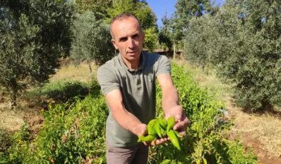 Denizli’de hasat başladı: Dekar başına yaklaşık bir ton ürün…