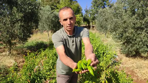 Denizli’de hasat başladı: Dekar başına yaklaşık bir ton ürün…