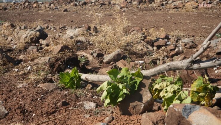 Diyarbakır’da ağaç katliamı: Kayapınar’da 120 ağaç kimliği belirlenemeyen kişilerce kesildi