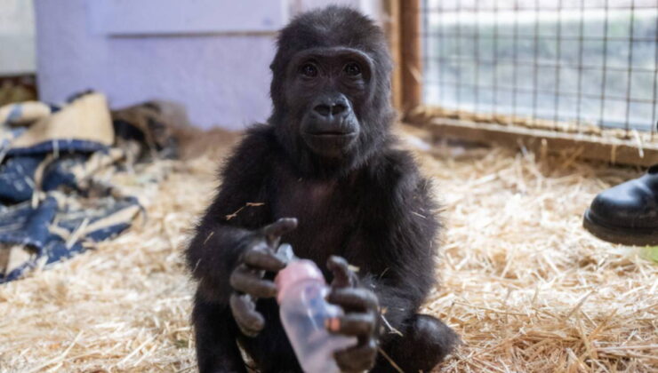 DNA testi sonuçlandı: Goril ‘Zeytin’ için karar verildi!