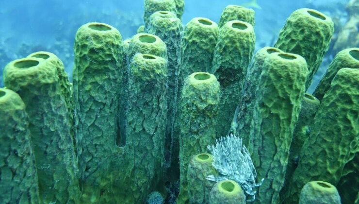 Dünya’nın ilk hayvanları keşfedildi: Milyonlarca yıl önceye dayanıyor