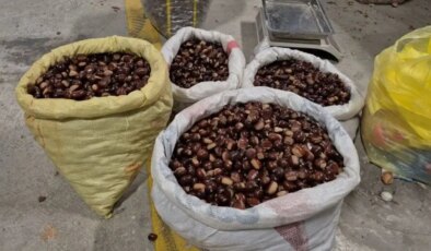 Düzce’nin tescilli lezzeti pazara indi:  Kilosu 400 lira