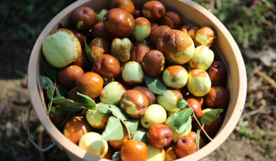 Edirneli üreticinin yeni gözdesi: Hünnap