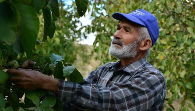 Emekli oldu, köyünde üretime başladı: Hasat için 8 yıl bekledi….