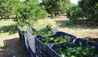 En ucuz meyve: Bahçede fiyatı 8 TL’ye kadar düştü