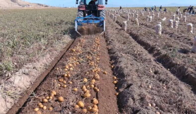 Erciş’te hasta başladı: 250 ton rekolte bekleniyor…