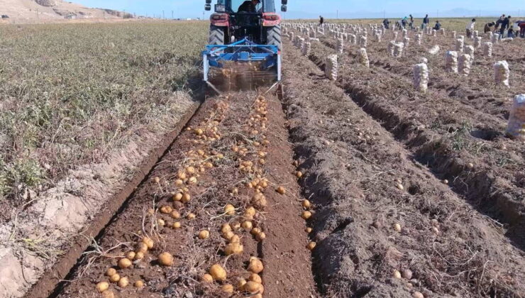 Erciş’te hasta başladı: 250 ton rekolte bekleniyor…