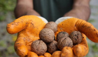 Erzincan cevizinde hasat zamanı: 15 metre olan ağaçlardan zorlukla toplanıyor