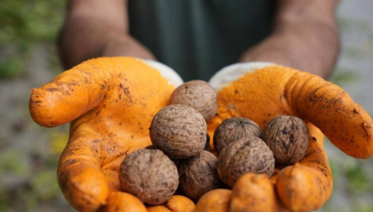 Erzincan cevizinde hasat zamanı: 15 metre olan ağaçlardan zorlukla toplanıyor