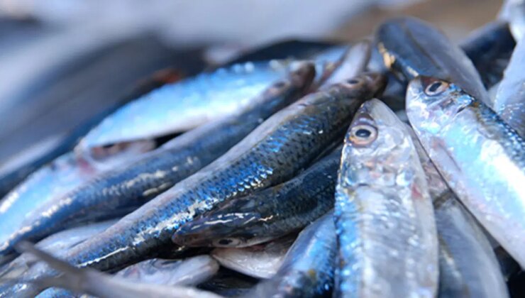 Fiyatı düşen hamsiye talep arttı: ‘Son 10 yıldır böyle güzel hamsi gelmedi’