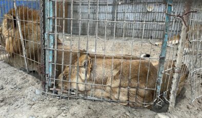 Gazze’de bir çadır İsrail saldırılarından kurtarılan hayvanlara sığınak oldu