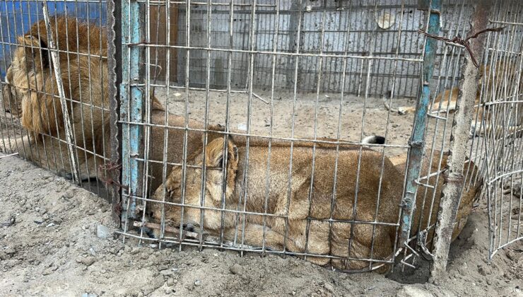 Gazze’de bir çadır İsrail saldırılarından kurtarılan hayvanlara sığınak oldu