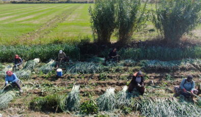 Gediz Ovası hasat heyecanı: Tarlada 25, pazarda 70 TL…