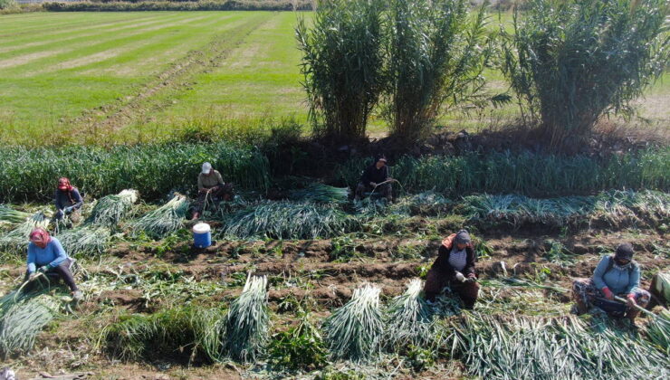 Gediz Ovası hasat heyecanı: Tarlada 25, pazarda 70 TL…