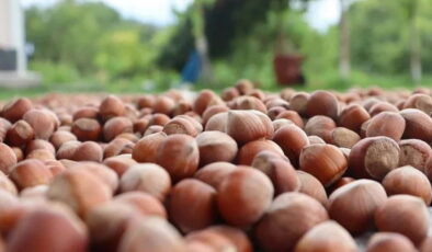 Giresun Ziraat Odası Başkanı Karan: ‘Tekelci firma fındık üreticisini yıllardır sömürüyor’