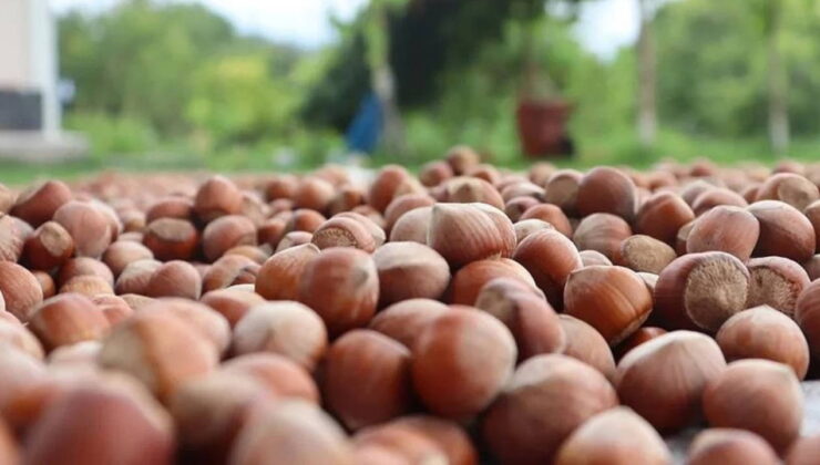 Giresun Ziraat Odası Başkanı Karan: ‘Tekelci firma fındık üreticisini yıllardır sömürüyor’