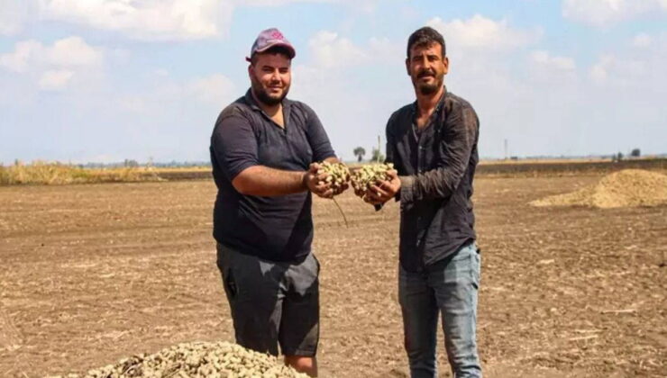 Hasadı devam ederken fiyatı 50 TL’ye düştü: 275 bin dekarda yetişiyor…