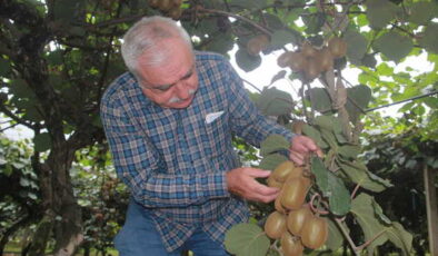 Hasadı yaklaşırken tescilli lezzette rekolte yarıya düştü…