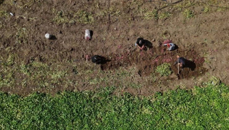 Hatay’da hasat başladı: Tarlada kilosu 35 TL