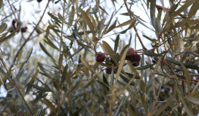 Hatay’da tarihi caminin avlusundaki 1358 yıllık zeytin ağacında hasat