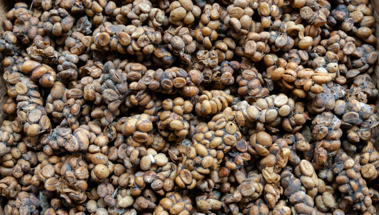Hayvan dışkısından, yumurtalı tüketime: Dünyanın en ilginç kahveleri