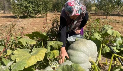 Hayvan gübresiyle 40 kilograma ulaştı: Besin deposu….