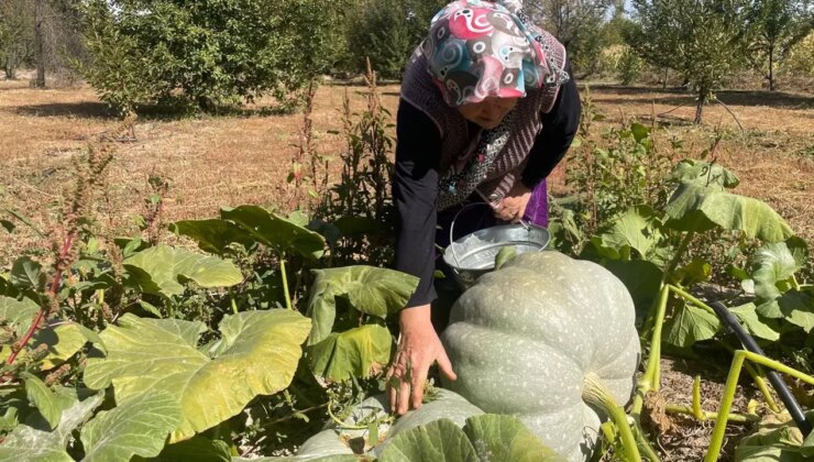 Hayvan gübresiyle 40 kilograma ulaştı: Besin deposu….