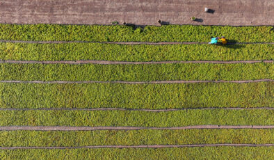 İbrahim Yumaklı: Çiftçilere 349 milyon lira destek ödemesi bugün yapılacak