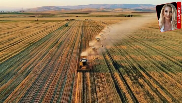 İktidar, boşta bırakılan topraklara kiralama zorunluğu getirmişti: Ege’de çiftçiler arazilerine sahip çıkıyor