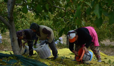İlk 4 yıl mahsul vermedi: Şimdi siparişlere yetişemiyorlar