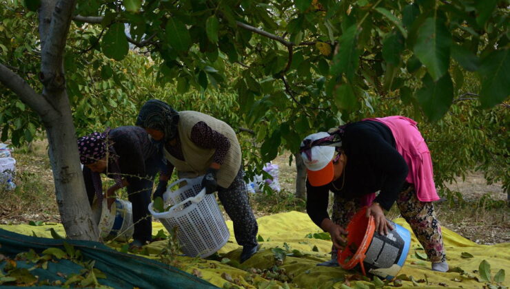 İlk 4 yıl mahsul vermedi: Şimdi siparişlere yetişemiyorlar