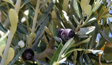 İlk inceleme tamamlandı: ‘Süper talan yasası’ AYM gündeminde