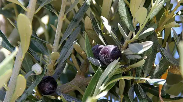 İlk inceleme tamamlandı: ‘Süper talan yasası’ AYM gündeminde