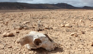 İnsanlık altıncı büyük yok oluşa gidiyor: Dinozor felaketine rakip olacak kadar tehlikeli