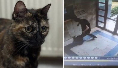 İşkence edilerek katledilmişti: Kedi Cezve’nin katilinin cezası belli oldu!