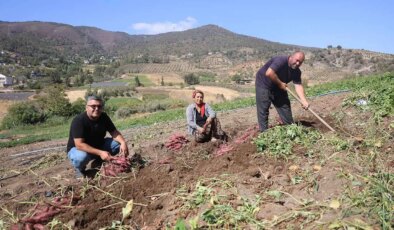 İsmi gibi tadıyla da dikkat çekiyor! Hasadı Antakya’da başladı: Tarlada tanesi 35 TL!